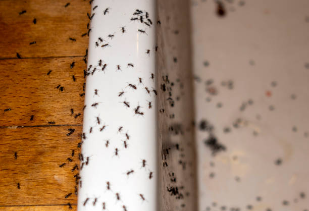 Best Affordable Pest Control Services  in Benicia, CA