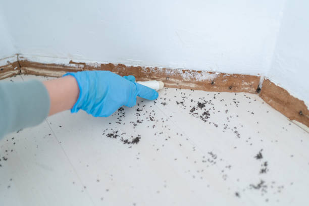 Best Termite Control Services  in Benicia, CA
